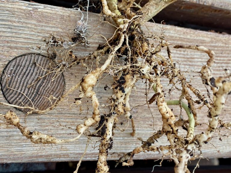 How To Control Root Knot Nematodes Gardening In The Desert