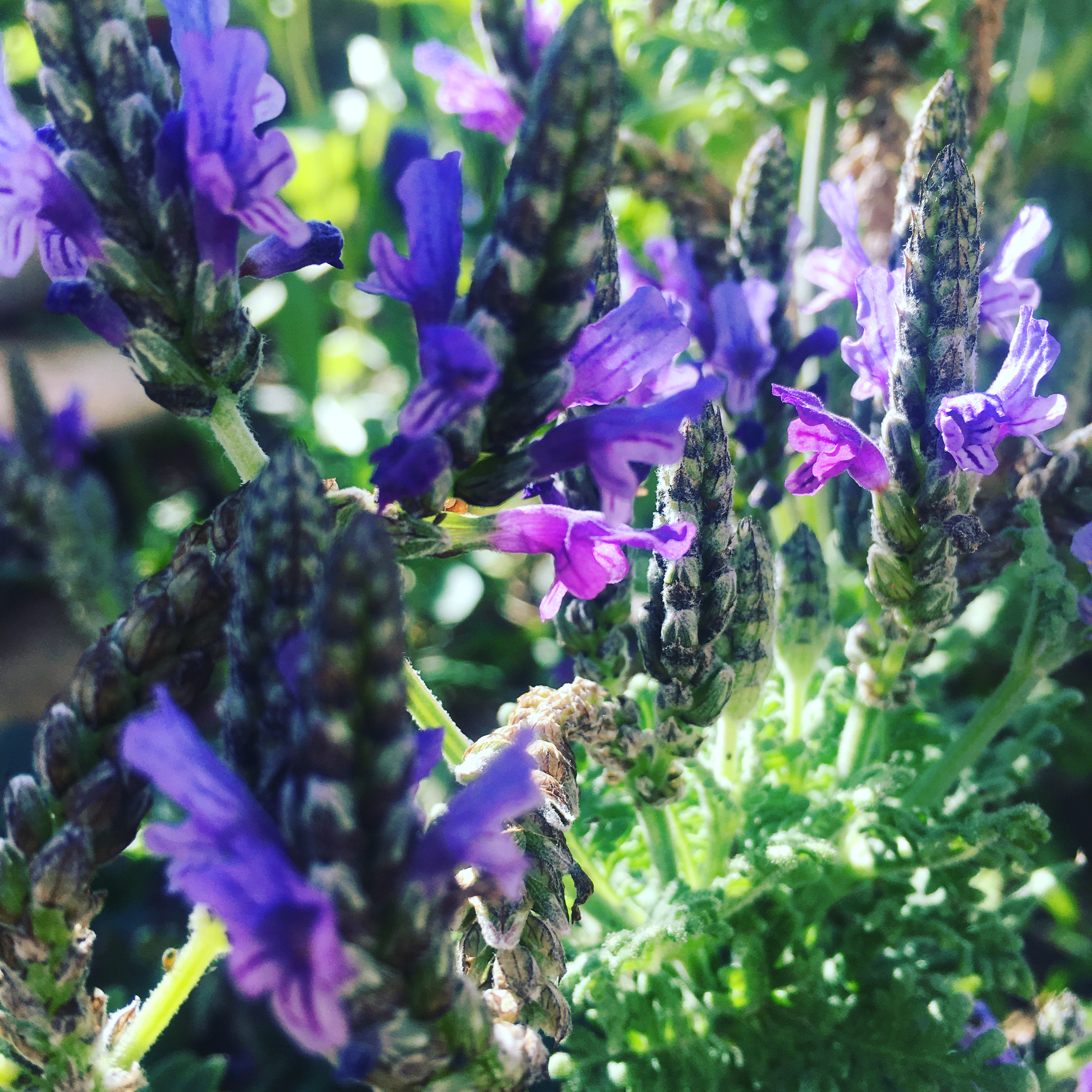 Fernleaf Lavender Plants: Tips For Growing Fernleaf Lavender In Gardens