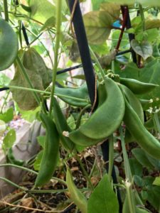 Why You Should Be Inoculating Beans For Planting In A Desert Garden ...