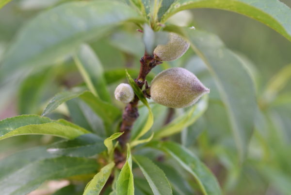 How To Grow Peach Trees In The Desert Gardening In The Desert