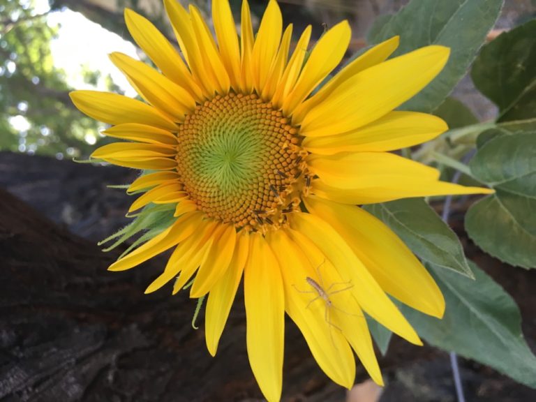 Planting a Monsoon Garden in the Desert | Gardening in the Desert