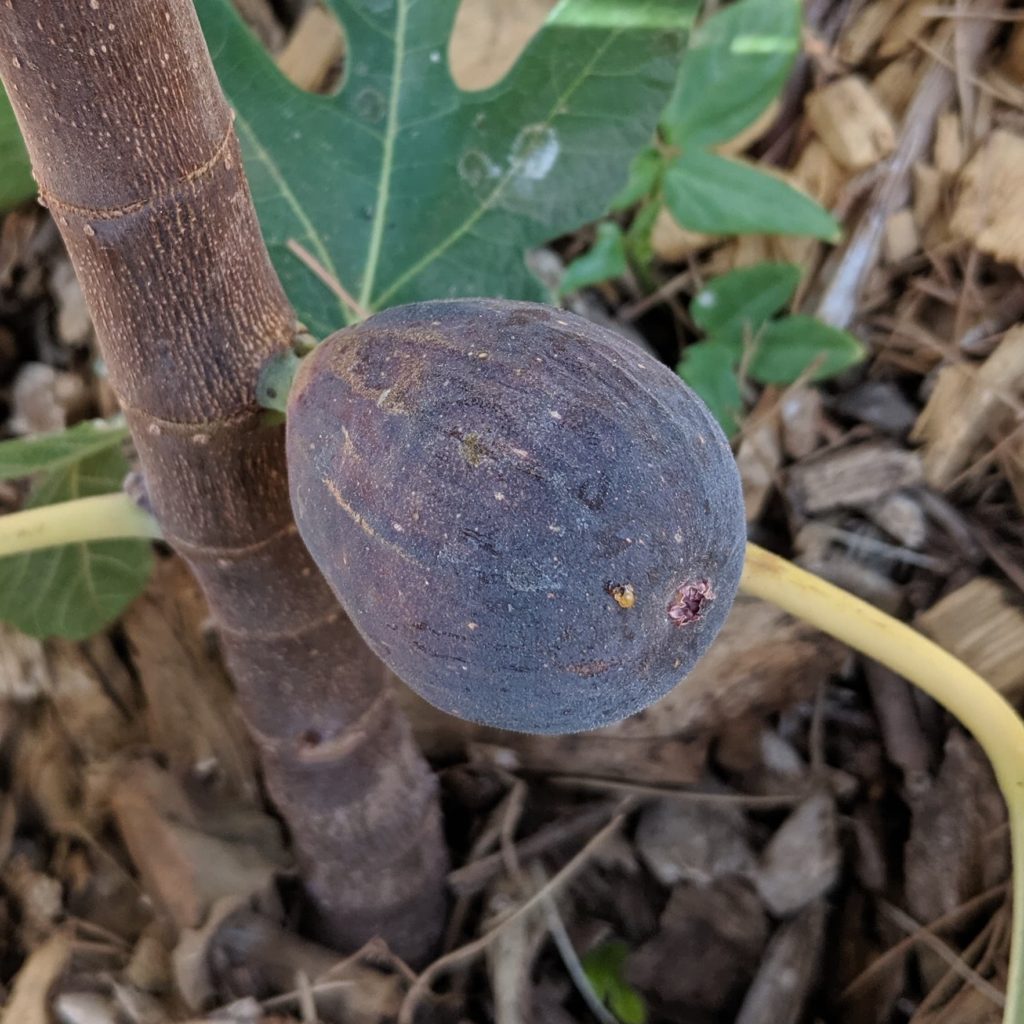 Black Mission fig