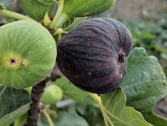 Fig Flavor Profiles | Gardening in the Desert