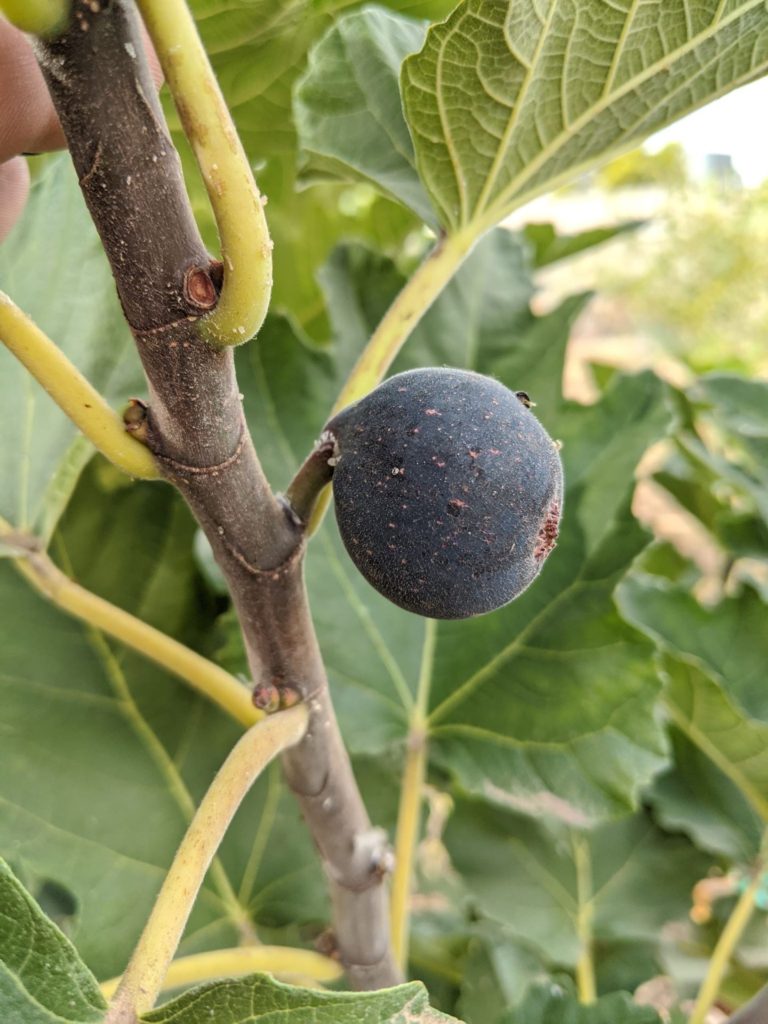 Violette De Bordeaux