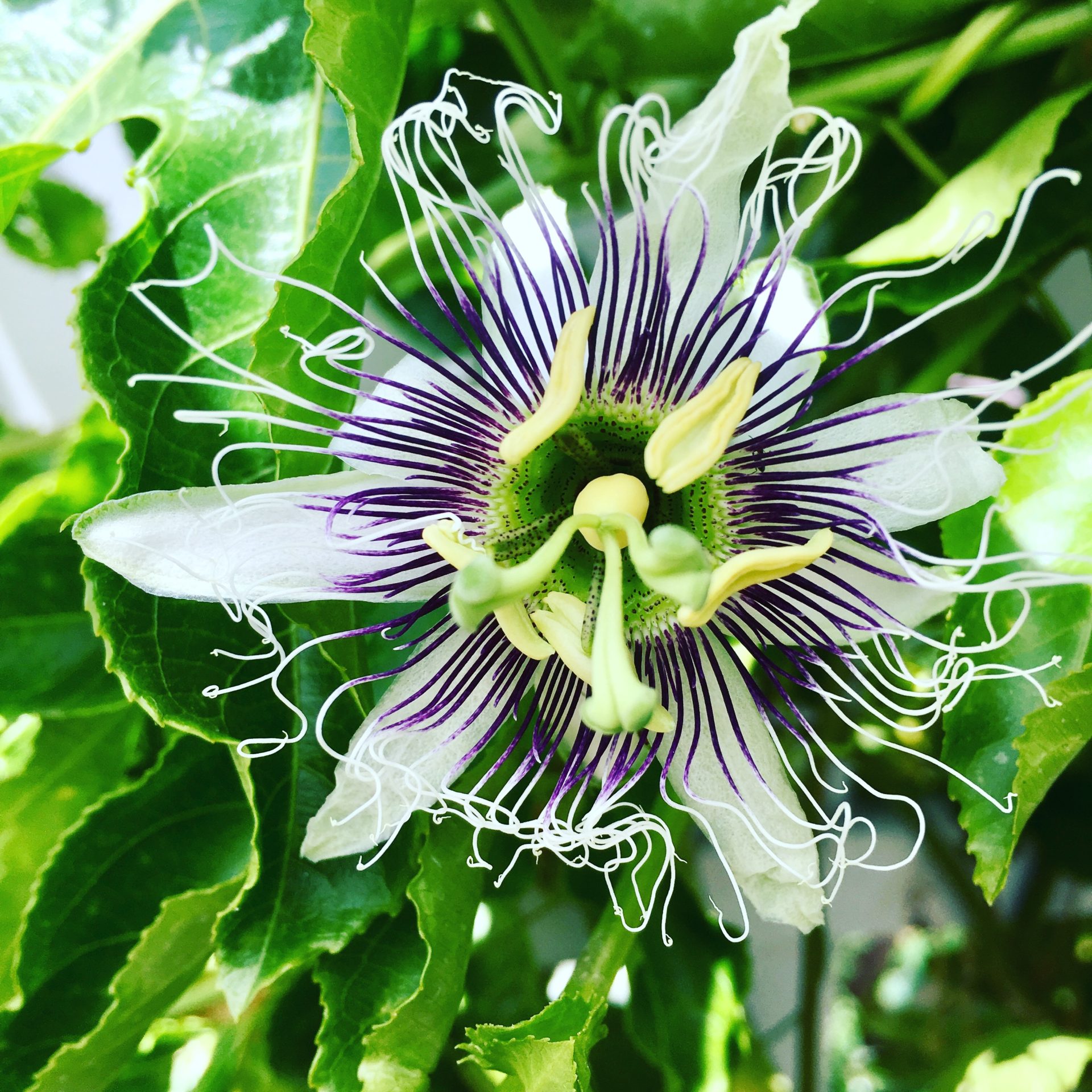 Passionfruit in Bloom