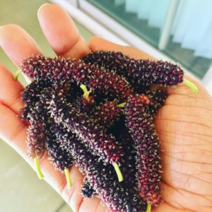 A handful of Pakistani mulberries