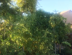 A tangle of lush tomatoes and other plants_