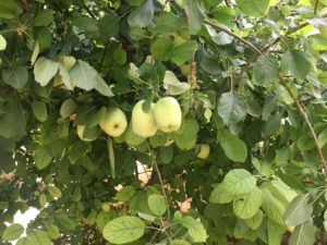 Anna Apple Tree