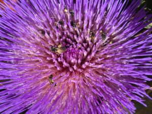 Artichoke Flower with many pollinators