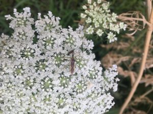 Assassin Bug On Carrot Flowers