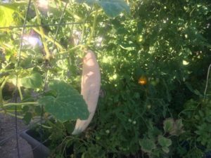 Banana Squash grown on the hoop trellis