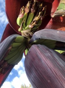 Banana flower and bananas