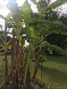 Banana patch