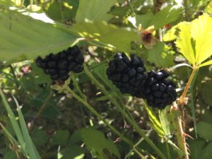 Blackberries