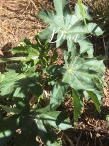 Castor Bean Seedling