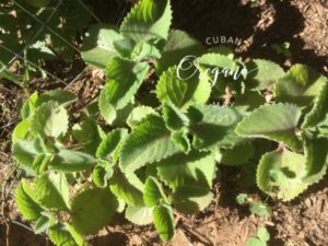 Cuban Oregano