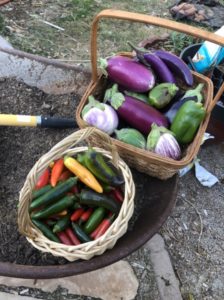 Eggplant and Chile Harvest