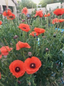 Flanders Poppies