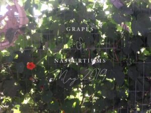 Grapes and nasturtium