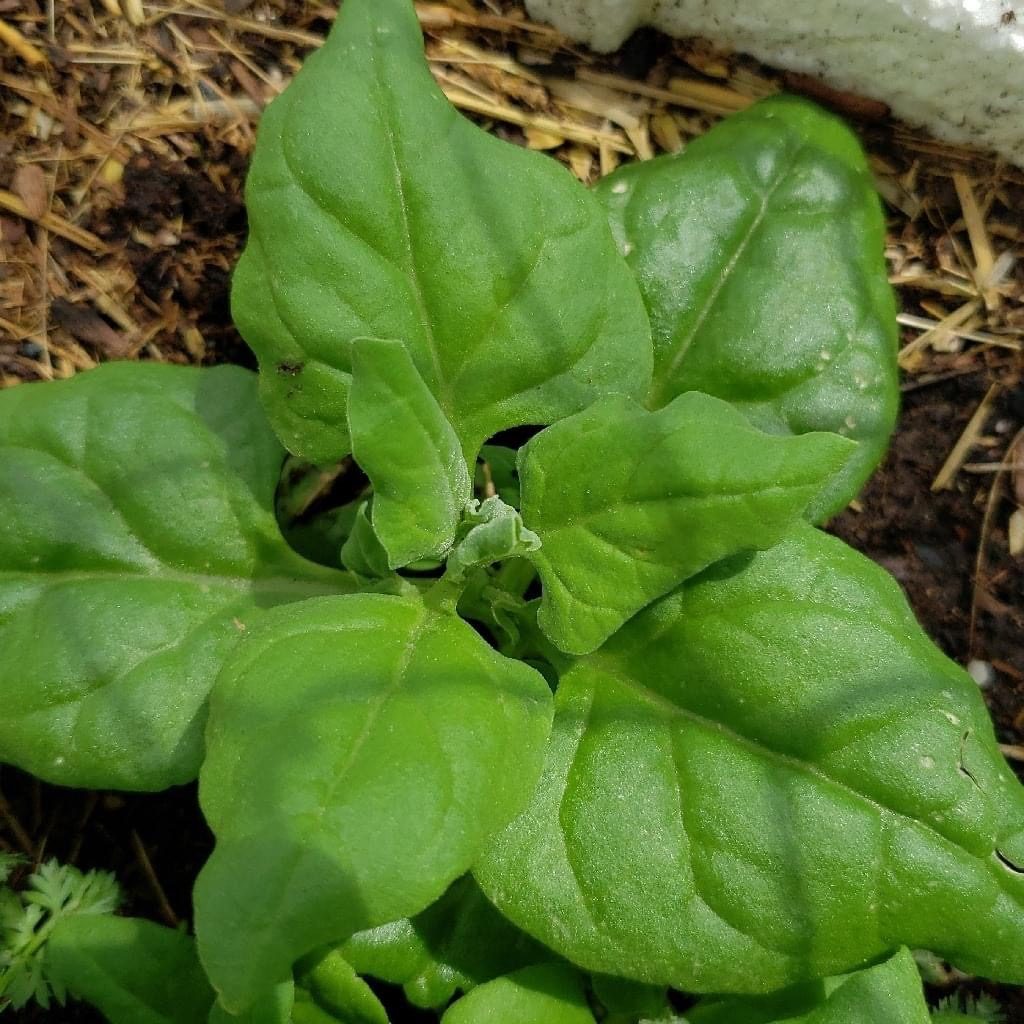 Spinach