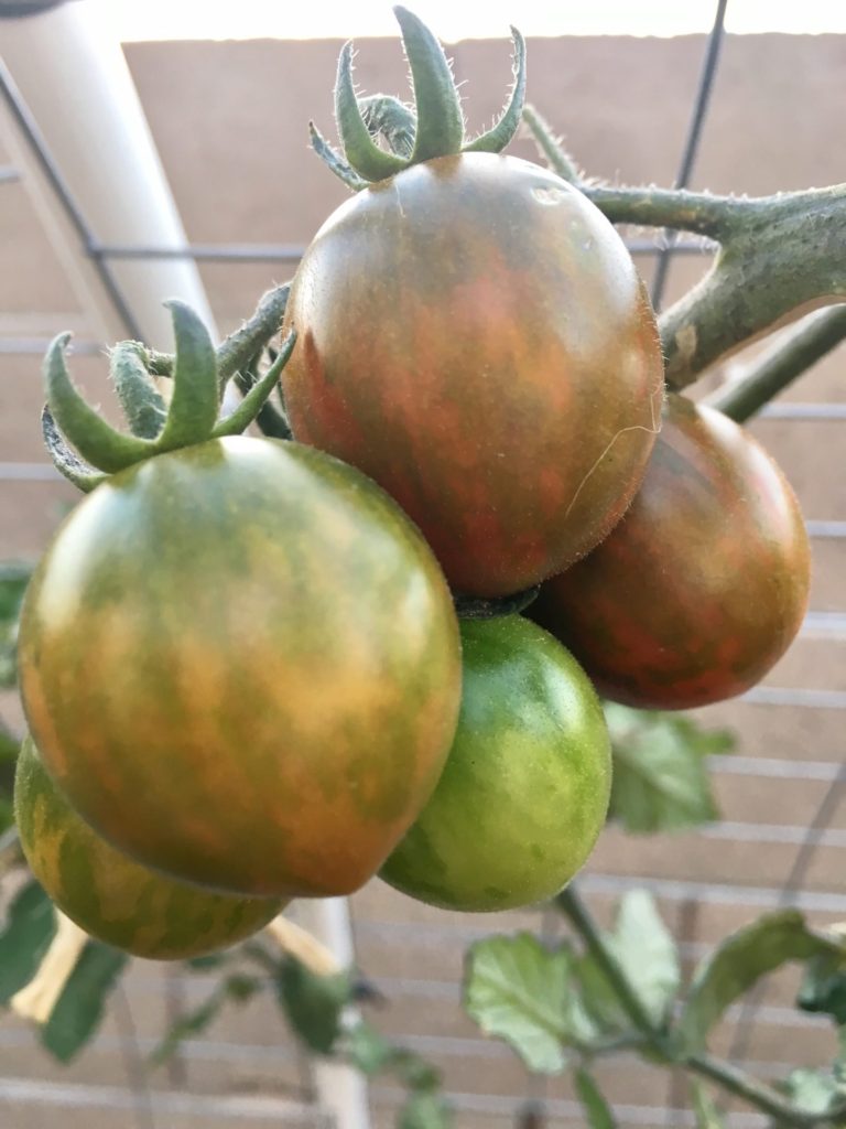 Chocolate Sprinkles Tomatoes