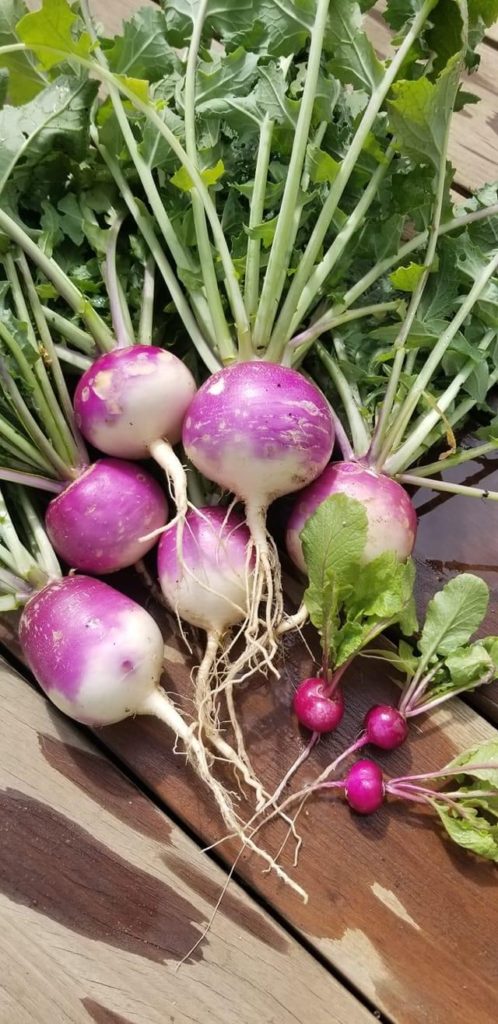 Baby Turnips