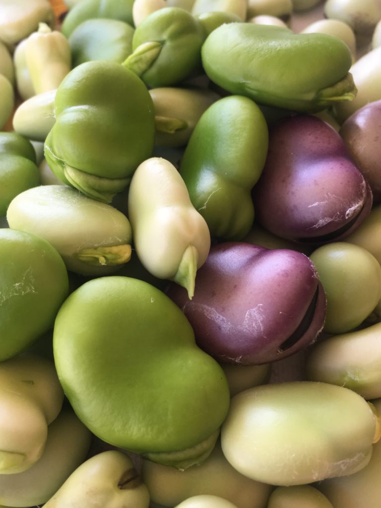 Fava Beans