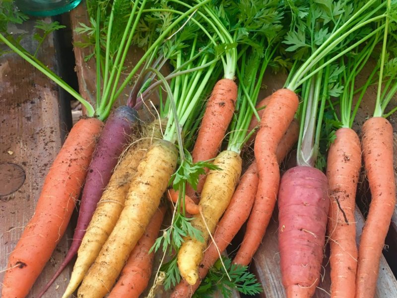 Homegrown Carrots