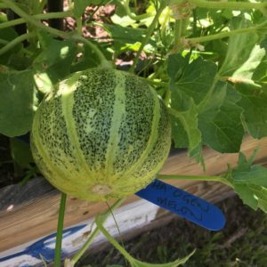 Melon