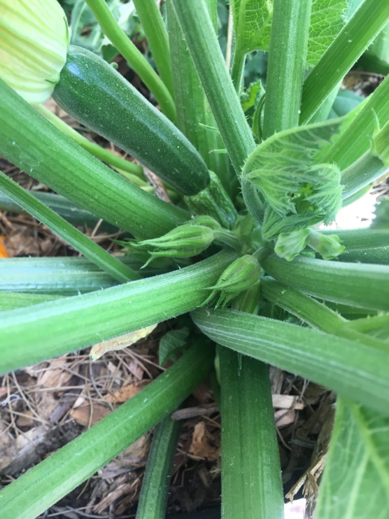 Zucchini