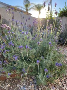 How To Grow Lavender In The Desert | Gardening in the Desert