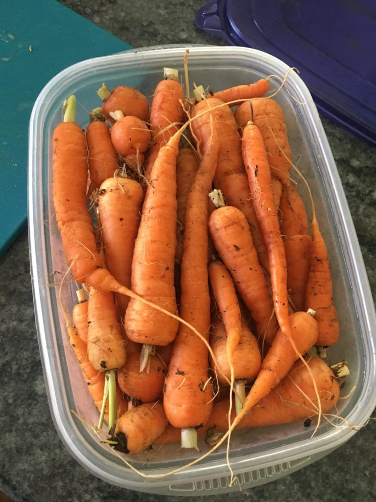 Baby Carrots