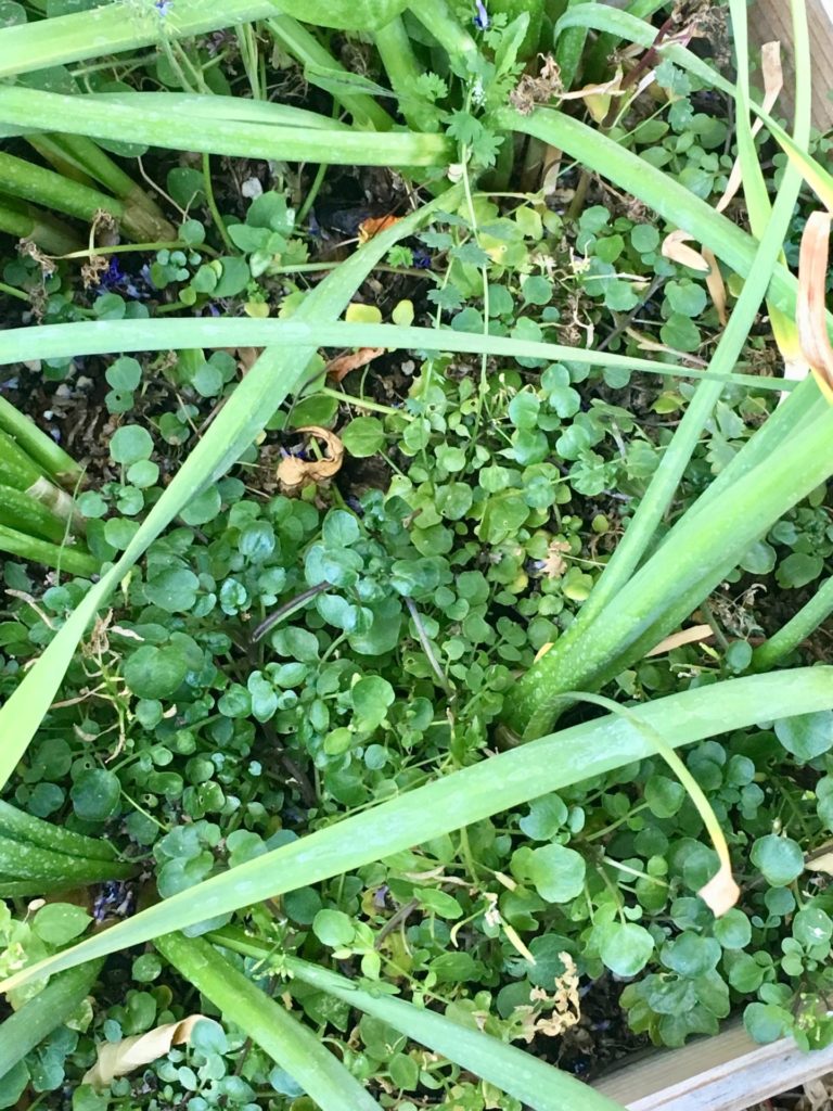 Upland Cress