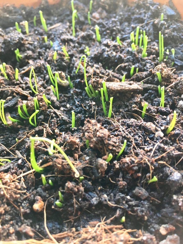 Scallions