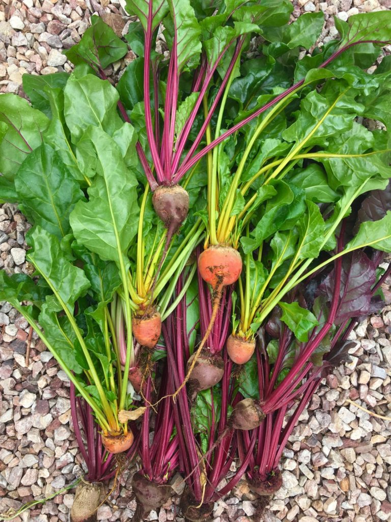 Baby Beetroot