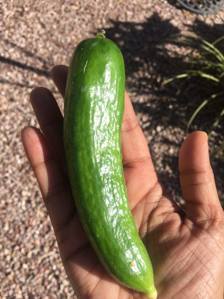 Cucumbers