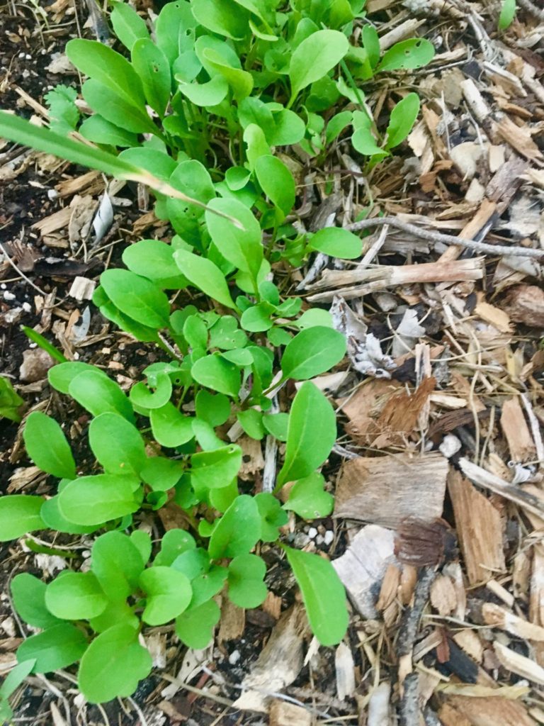 Young Arugula