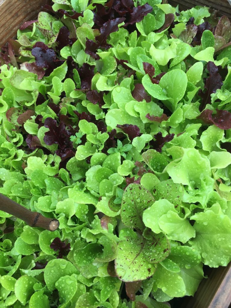 Loose Leaf Lettuce