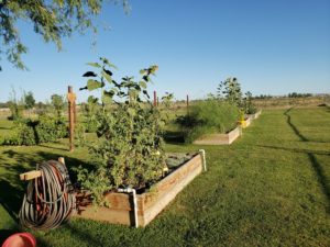 Sunflowers in the raised beds