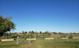 The raised beds behind the cross fence