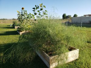 The asparagus ferns