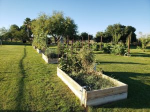 The raised beds