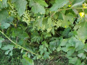 Bunches of grapes