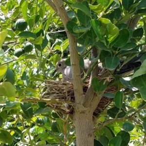 A mamma dove