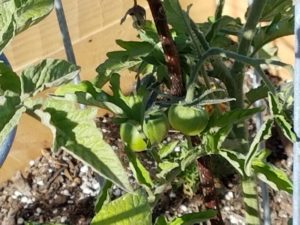 Tomatoes setting fruit