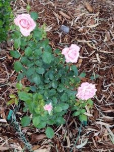 A lovely rose bush