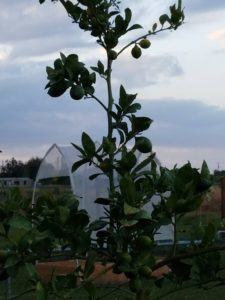 The lemon tree with teenage lemons