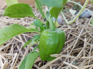 Pepper plant