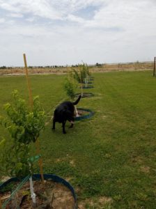 The Fruit Trees