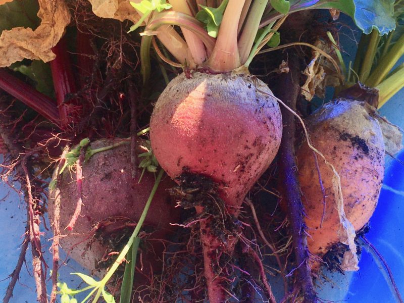 Harvesting Beets